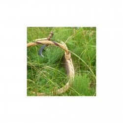 Prêle 25 gr sachet