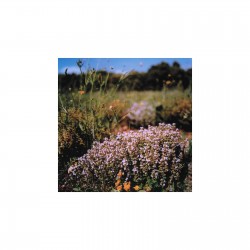 Thym Montagne 25 gr sachet