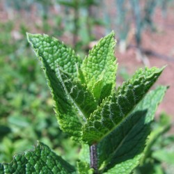Menthe marocaine 30 gr sachet