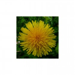 Pissenlit racines 45 gr sachet