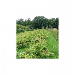 Rose de Provins Demeter 25 gr sachet