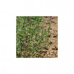 Sarriette feuilles Demeter 25 gr sachet
