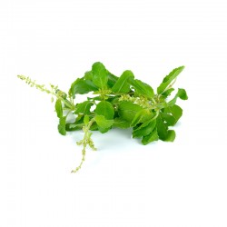 TULSI bio 60 gélules végétales