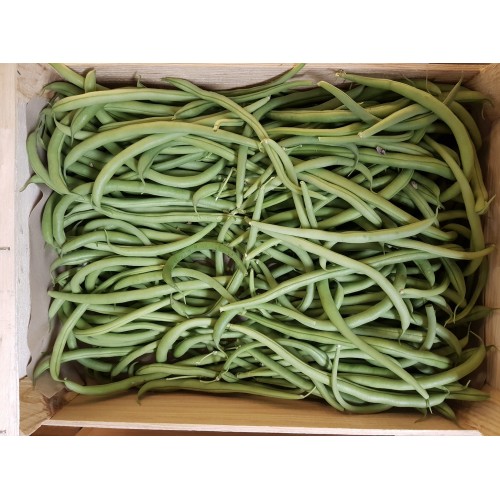Haricot Vert France