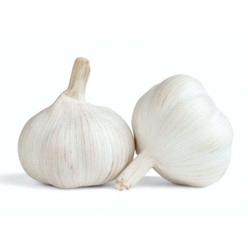 Ail Frais Blanc France