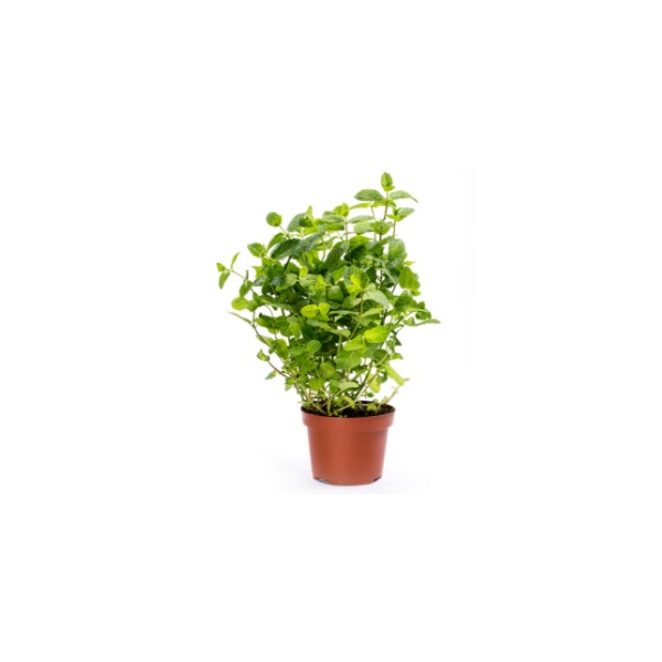 Pot Menthe France Pot Menthe France