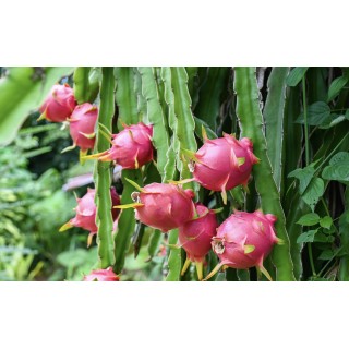 FRUIT DU DRAGON (Pitaya rouge) Espagne
