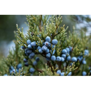 GENEVRIER 100% extrait pur   450g