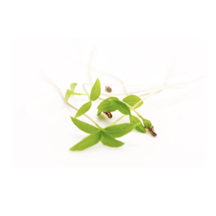 PERSIL "MONARQUE" 10g PERSIL "MONARQUE" 10g