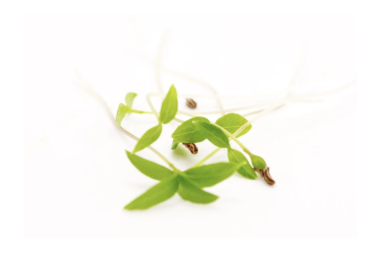 PERSIL "MONARQUE"   10g