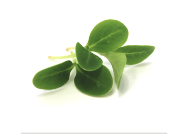 BOURRACHE "AUDACIEUSE"  20g