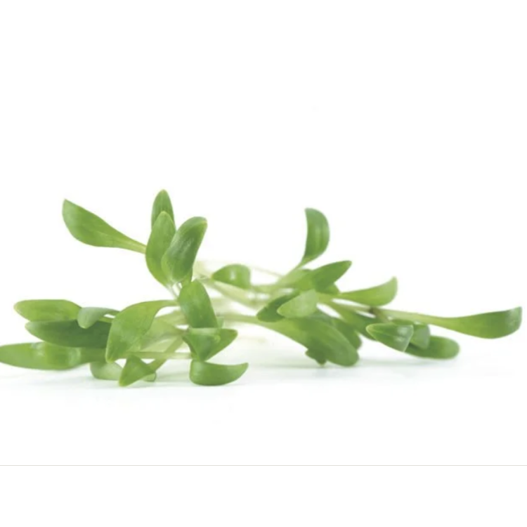 CORIANDRE "SIAM"   15g