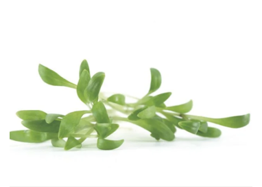 CORIANDRE "SIAM"   15g