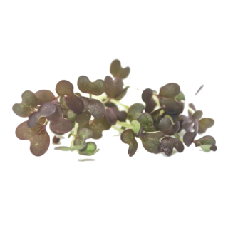 MOUTARDE "NIPPONE"   15g