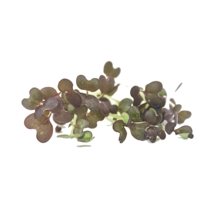 MOUTARDE "NIPPONE" 15g MOUTARDE "NIPPONE" 15g