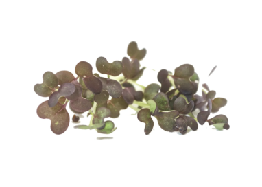 MOUTARDE "NIPPONE"   15g