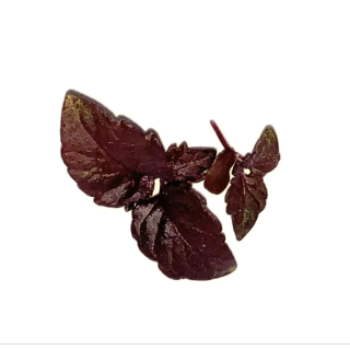 SHISO "INDIEN"   10g