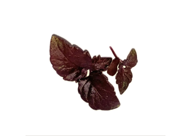 SHISO "INDIEN"   10g