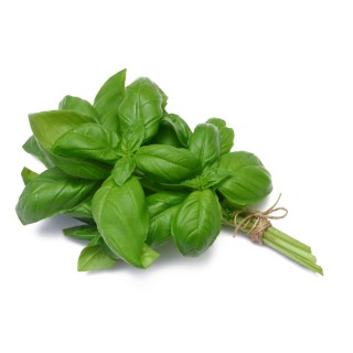 Basilic botte