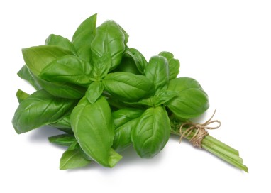 Basilic botte