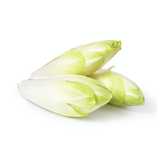 Endive Pays Bas