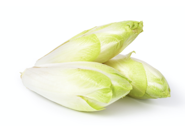 Endive Pays Bas