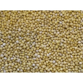 MOUTARDE BLANCHE graines boite 50g