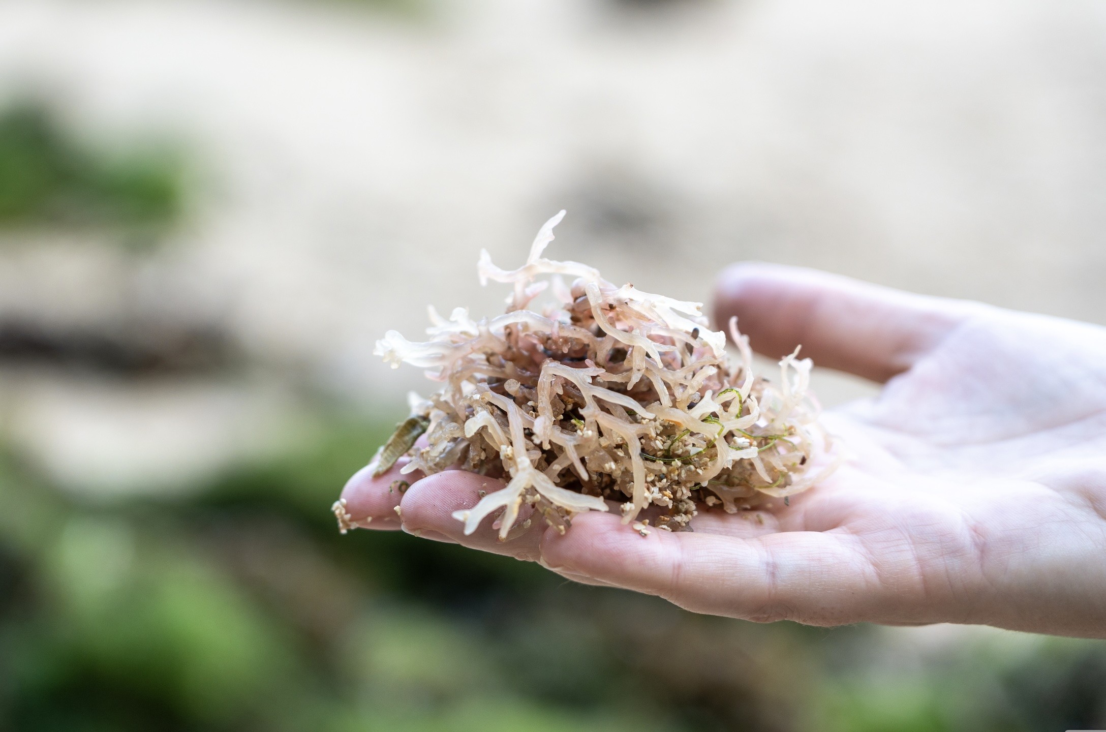 Découvrez l'Irish Sea Moss ou Goémon blanc