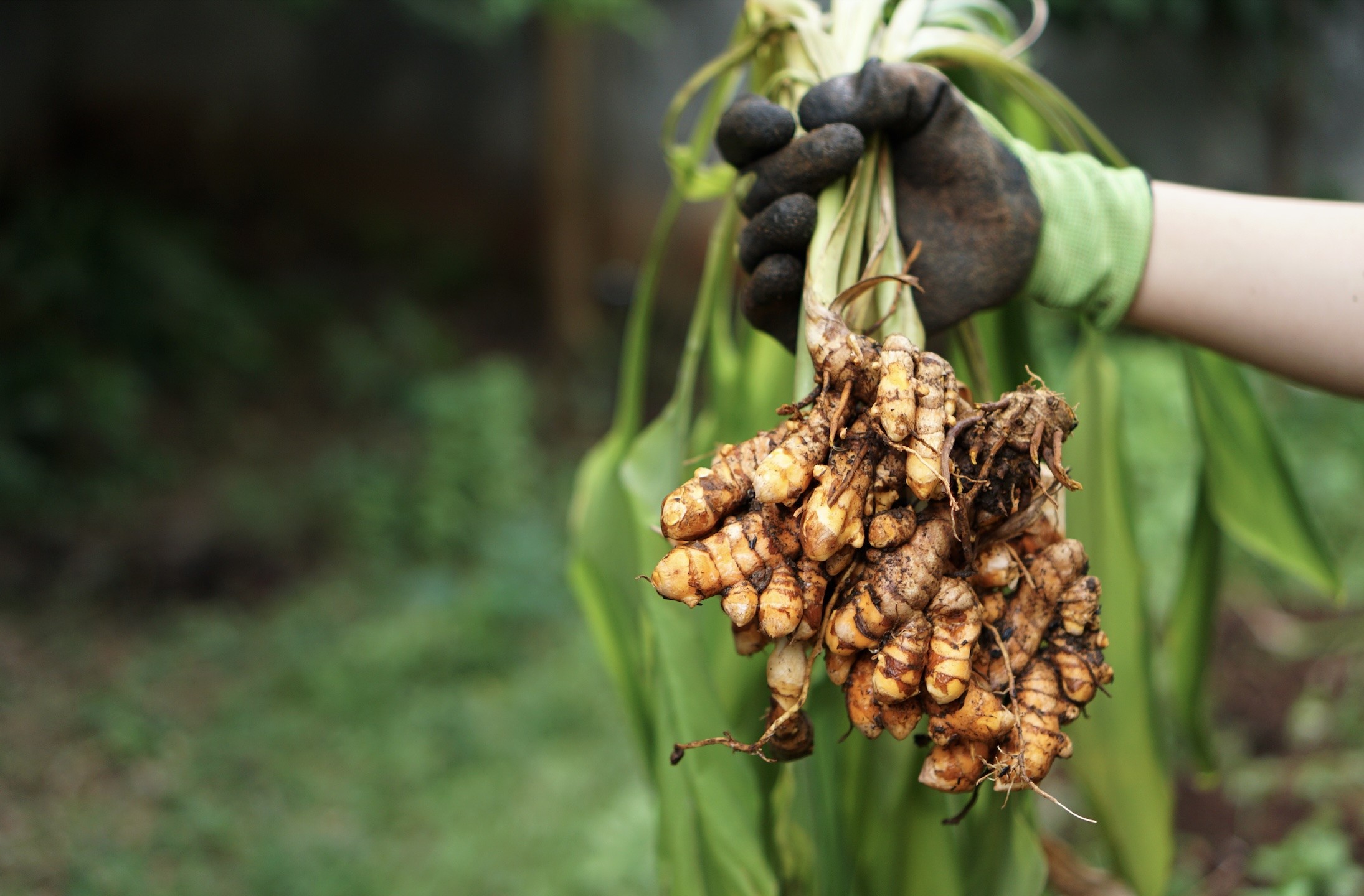Comment le curcuma apaise les inflammations Comment le curcuma apaise les inflammations