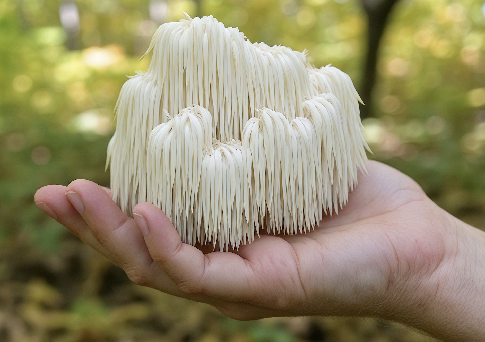 La crinière de lion : le champignon du cerveau et du sommeil La crinière de lion : le champignon du cerveau et du sommeil