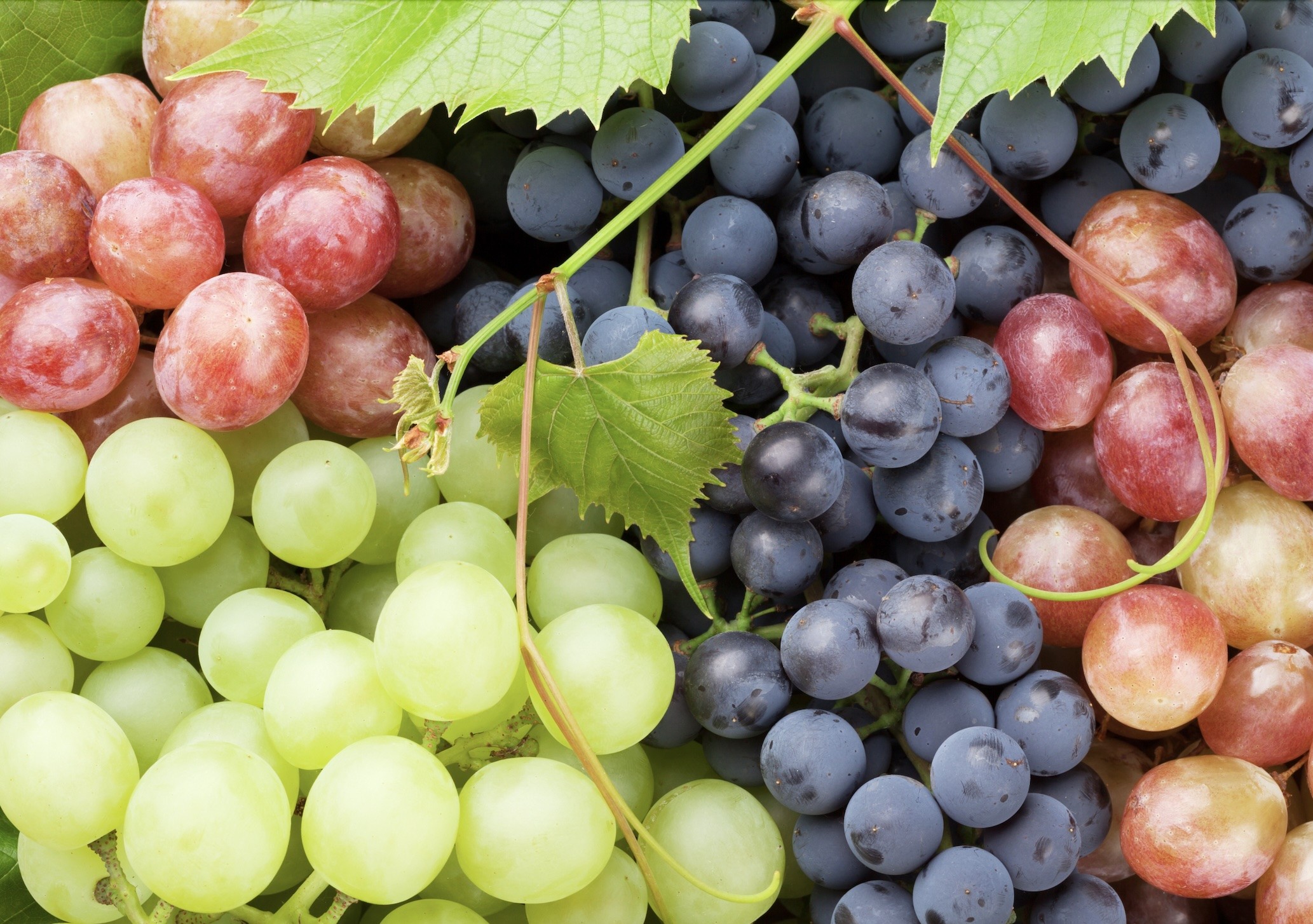 Le raisin bio, fruit de vitalité et d’antioxydants Le raisin bio, fruit de vitalité et d’antioxydants