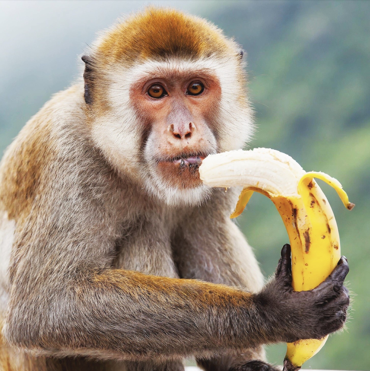 Partenariat entre le Parc Animalier de Monaco et TO BE : Une Initiative Écologique et Responsable