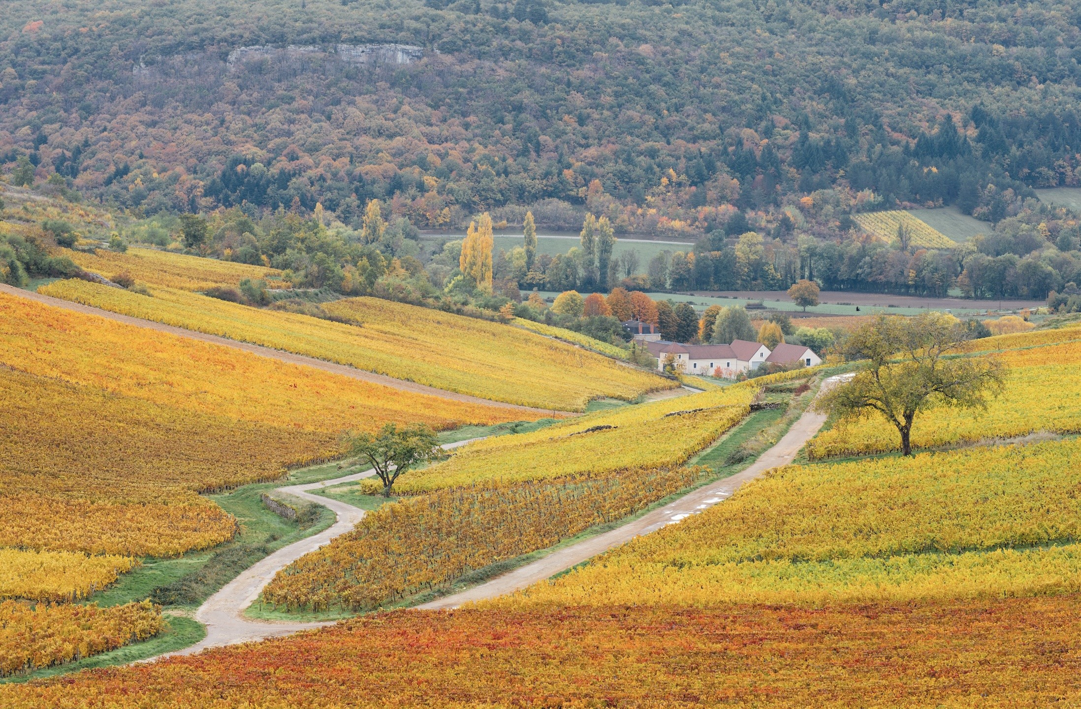 Pommard, la force tranquille de la Bourgogne